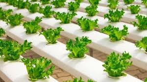 Tambah pula bila kebosanan semenjak hampir sebulan berada di rumah, boleh cuba pula berkebun kan? 4 Sayuran Hidroponik Yang Bisa Anda Tanam Di Rumah