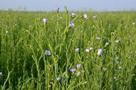 Imp Scientific Names Of Plants Trees With Pictures English Hindi Names Trees To Plant Plants Tree