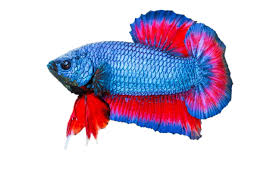 Valitse laajasta valikoimasta samankaltaisia kohtauksia. We Suggest Adorable Names For Your Delicate Darling Betta Fish Pet Ponder