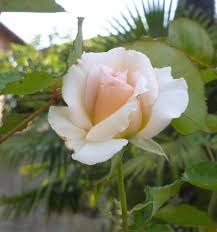 Rosa di maggio del giardino - Foto di La Delina, Villa San Secondo -  Tripadvisor