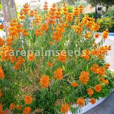 Image result for Leonotis decadonta