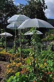 culture des tomates sous parapluie potager wesserling jardins amenagement jardin idees jardin