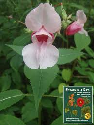 Image result for Balsaminaceae