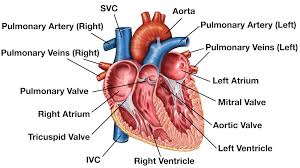 They are vital for carrying nutrients, oxygen and waste around the body. Heart Anatomy Labeled Diagram Structures Blood Flow Function Of Cardiac System Ezmed