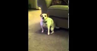 Pin On Dogs