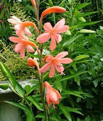 Watsonia Bulbous Plants Flowers Perennials Flora Garden