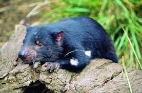 Check spelling or type a new query. Facts About The Tasmanian Devil Swain Destinations