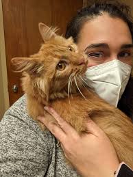 This is Sandy. She disappeared from home about a week ago near Walnut Lawn,  Kickapoo High, Cox South area. She is shy and skittish and not too keen