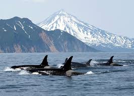 It is often referred to by the locals as simply 'the island'. Visit Vancouver Island On A Trip To Canada Audley Travel