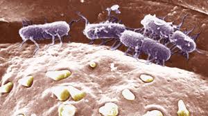 For typhoid fever, the incubation period (usually 8 to 14 days) is inversely related to the number of organisms atypical presentations of typhoid fever, such as pneumonitis, fever only, or, very rarely. Drug Resistant Typhoid Fever Becoming An Epidemic In Africa And Asia Science Aaas
