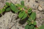 Image result for Euphorbia mossambicensis