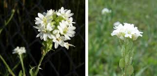 Image result for Heisteria zimmereri