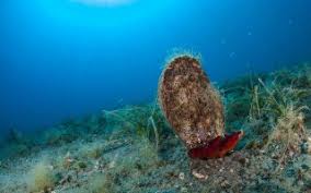 Is the biggest shell fish the giant clam? New Parasite Decimates Giant Clam Species In Mediterranean Ekathimerini Com