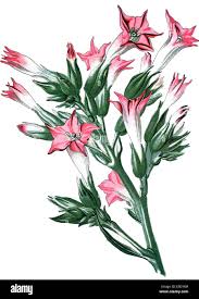 Image result for Nicotiana tabacum