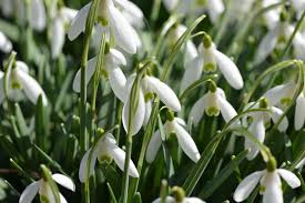Schneeglockchen Schneeglockchen Hintergrundbilder Blumen Pflanzen Schneeglöckchen blumen auf einem weißen hintergrund fototapete hintergrundbilder weißer hintergrund schneeglöckchen blume zwei schneeglöckchen galanthus vor weißem hintergrund buy this hintergrundbilder blumen