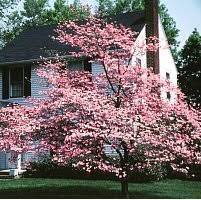 Members of the genus cornus, dogwoods are deciduous trees and shrubs known for their showy white and pink flowers. Pink Flowering Dogwood Tree 2 Year Old Buy Online In Portugal At Desertcart Pt Productid 191674191