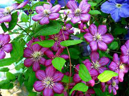 Purple tradescantia (perennial zone 5). Best Flowering Vines For The Northern Us Gardener S Path