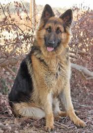 If they're socialized properly as puppies, long haired german shepherds can even get along with cats. Westside German Shepherd Rescue Of Los Angeles German Shepherd Rescue German Shepherd Dogs Alsatian Dog