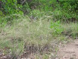 Image result for Aristida leucophaea