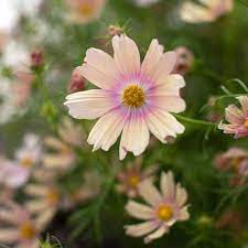 Cosmos Apricot Lemonade Floret Flower Farm In 2020 Cosmos Flowers Cosmos Flowers Garden Cosmos