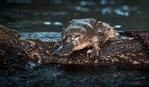 The best selection of royalty free platypus swimming australian vector art, graphics and stock illustrations. Six Of The Best Places To See Platypus Australian Geographic