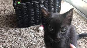 Check spelling or type a new query. 10 Week Vs 8 Week Old Kitten Size Difference Youtube