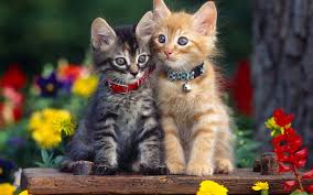 Draw the shape of the head. Double Cat Wallpaper Pixelstalk Net