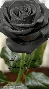 yess in 2021 flowers photography urdu poetry flowers