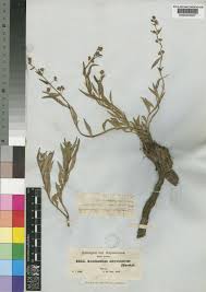 Image result for Aeollanthus neglectus