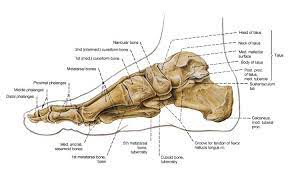 Bones Of The Leg And The Foot Skeleton Of The Hindlimb Anatomy Bones Foot Skeleton Skeleton Anatomy