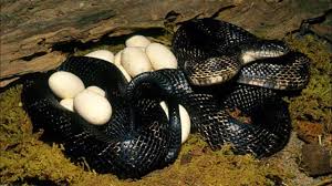 Amazing Snake Laying Eggs In The Jungle Snake Giving Birth Wild Animals Videos Egg Laying Animals Wild