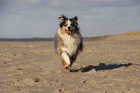 Wayfair.de has been visited by 100k+ users in the past month Australian Shepherd Dog Breed Information