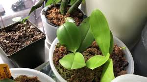It's a more sophisticated way of growing orchids indoors. Orchid Grow Areas Led Grow Lights And A General Update Youtube