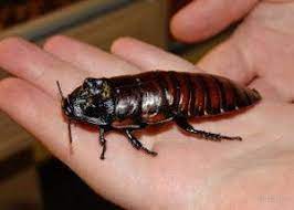 Cockroaches common to the southeast united states are sometimes called palmetto bugs vs. Get Rid Of Palmetto Bugs In Home 5 Easy Methods That Work In 2018 Pest Wiki