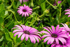 He suggests low maintenance plants that will repeat flower and bloom longer. Osteospermum African Daisies Care Growing Horticulture