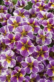Maybe you would like to learn more about one of these? 24 Purple Flowers To Brighten Your Garden Garden Design