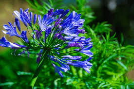 Image result for Agapanthus praecox