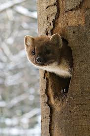 Untitled Animals Cute Animals Martin Animal