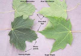 Leaves with 5 tapering and pointed lobes; Pin On Dendrology Botany