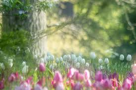 Der gartenzauber 2020 ist in planung, flyer sind gedruckt , neue ausstellerinnen angesprochen. Gartenzauber Foto Bild Jahreszeiten Fruhling Tulpen Bilder Auf Fotocommunity