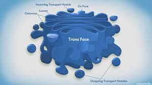 Golgi complex golgi golgi body organelles cells golgi apparatus struture endoplasmic reticulum vector golgi bodies endoplasmic reticulum biology golgi anatomy of cell. The Golgi Apparatus Acts Like A Mail Room For Eukaryotic Cells Howstuffworks