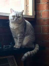 Misty The British Shorthair Cat From London British Shorthair Cats British Shorthair Cats