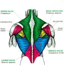 The breadth of the back is created by the shoulders at the top and the pelvis at the bottom. Uwo Fitness