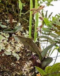 Image result for Polystachya kermesina