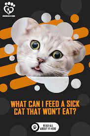 Then move on up to tuna juice, tuna shreds, and cat food. What Can I Feed A Sick Cat That Won T Eat Detailed Answer Sick Cat Sick Kitten What To Feed Cats