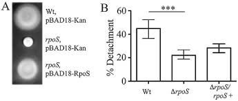 Connect your entire convenience store. Stringent Factor And Proteolysis Control Of Sigma Factor Rpos Expression In Vibrio Cholerae Sciencedirect