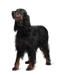 Come see our gordon setter puppies & other puppies for sale today. 5 Things To Know About Gordon Setters