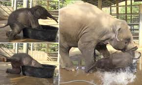 Baby elephant bathing kodanad training centre ernakulam, kerala, india. Don T Forget Your Trunks Hysterical Video Shows Baby Elephant Have The Time Of Its Young Life In The Bath Before Mum Pulls The Tub Out From Under Him Daily Mail Online