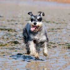 Then, bathe your dog in lukewarm water using a gentle shampoo. Caring For A Schnauzer S Coat