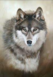 صور أنمي فاخرة wolf painting wolf spirit animal wolf dog